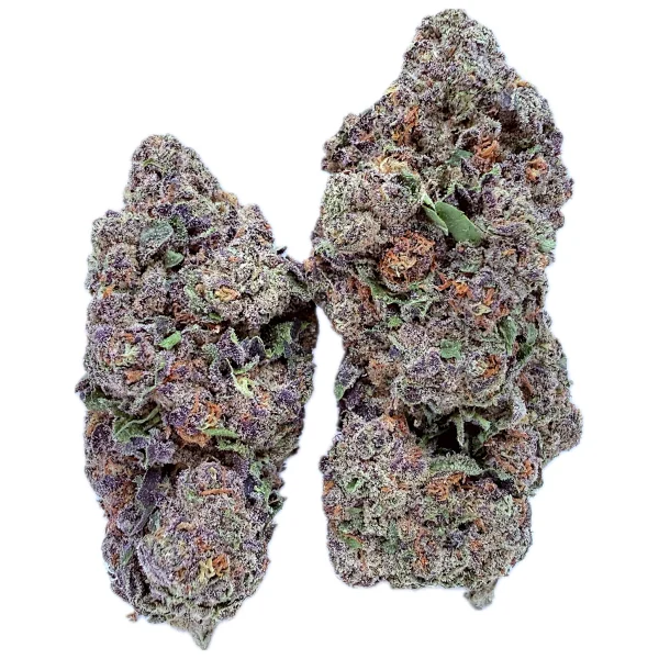 Purple Hash Dog